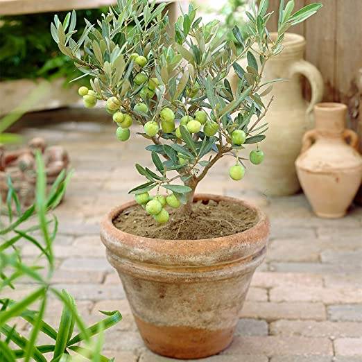 indoor olive tree