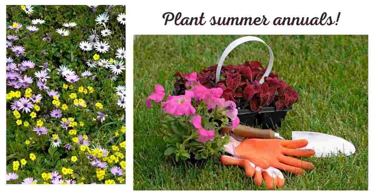 how to plant annuals