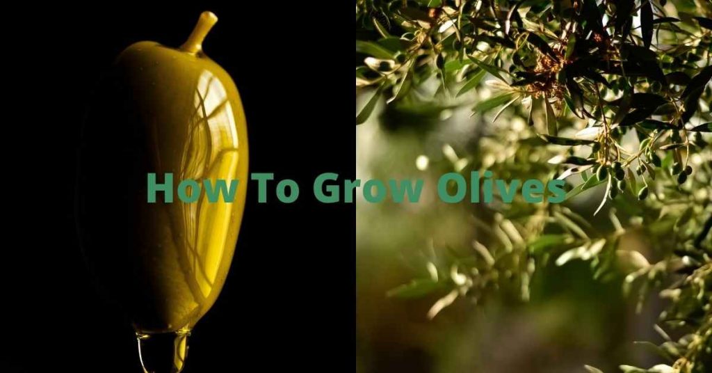 how to grow olives