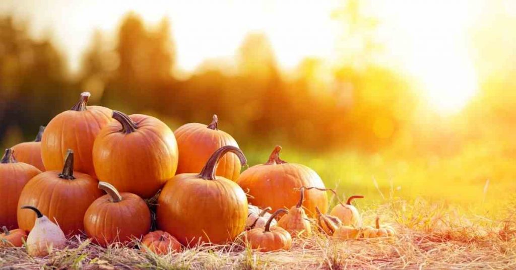 how to grow a pumpkin