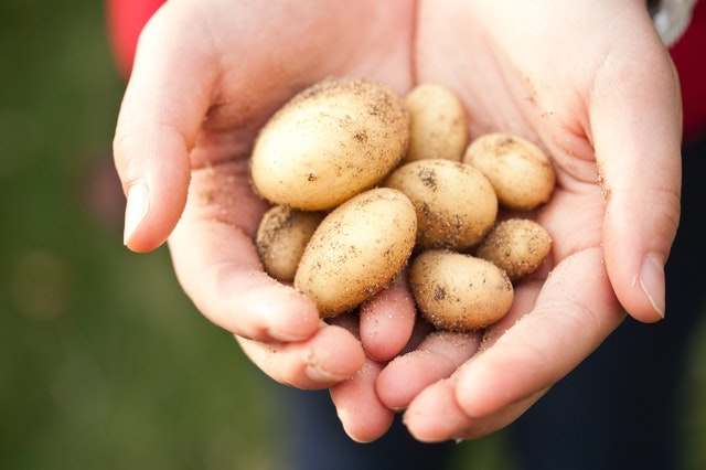 when to harvest potatoes in containers