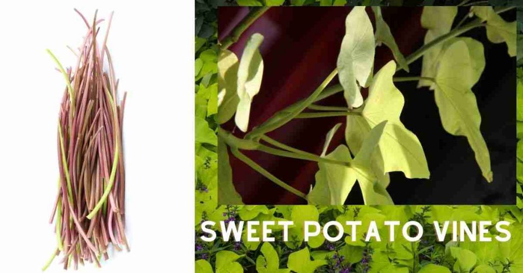 sweet potato vines