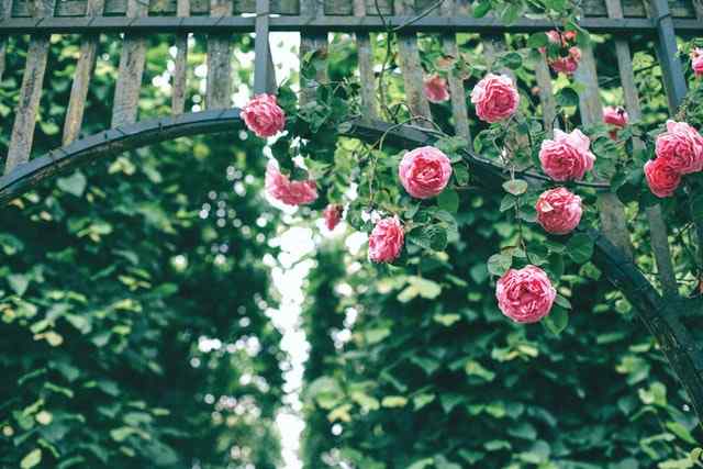 when to prune roses