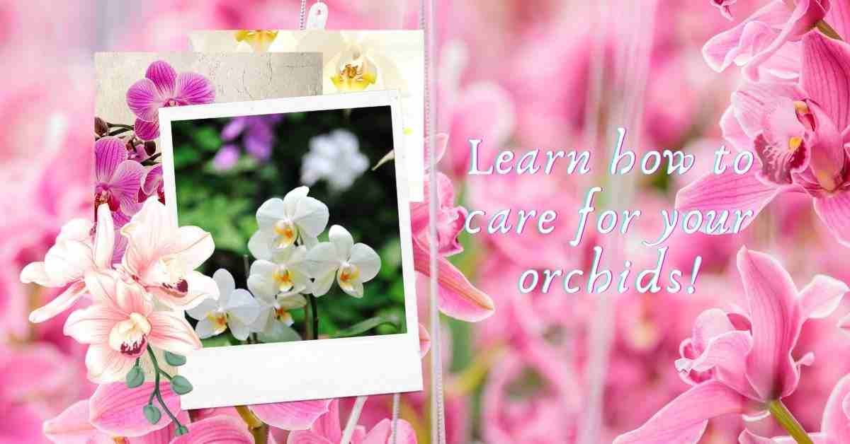 how to care for an orchid