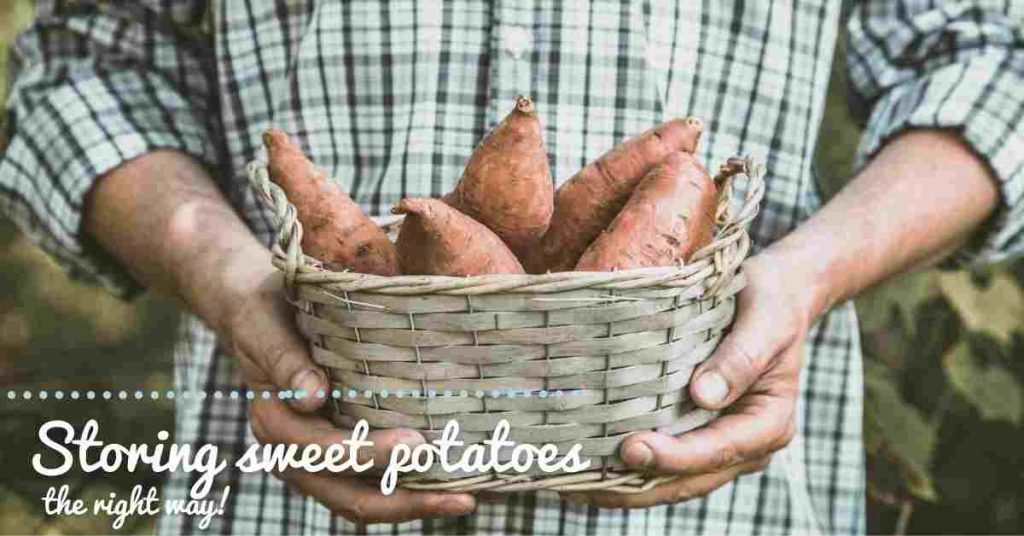 how long do sweet potatoes last