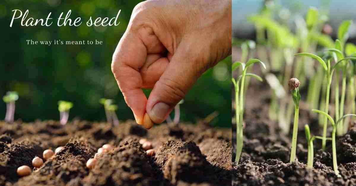 planting a seed
