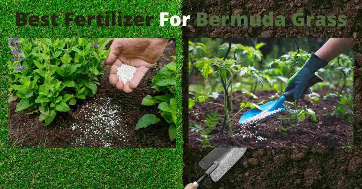 best fertilizer for Bermuda grass
