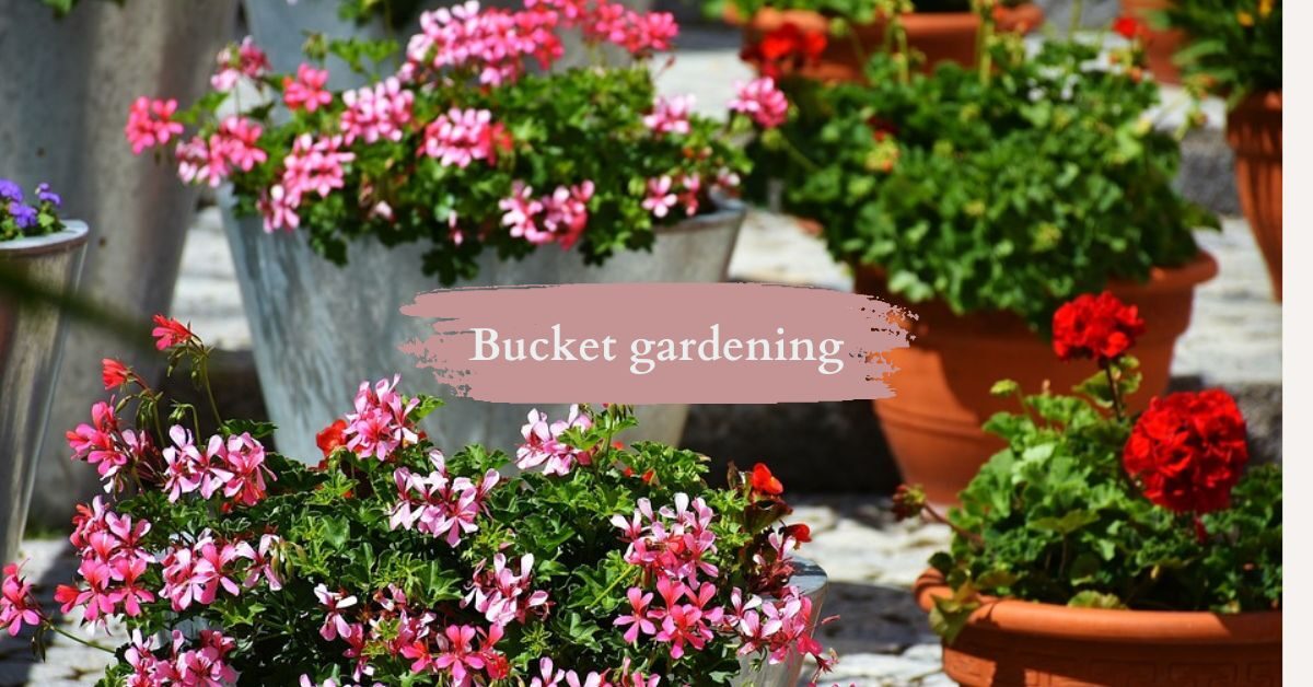 Bucket gardening